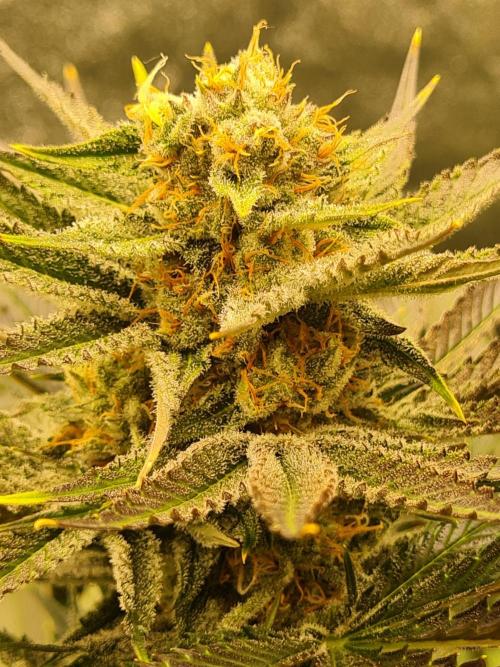 Dognabis#006P. Week 16