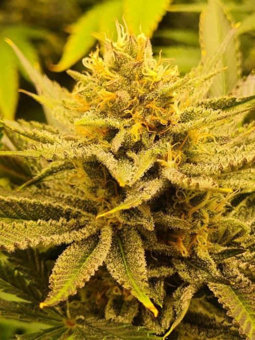 Dognabis#006P. Week 16