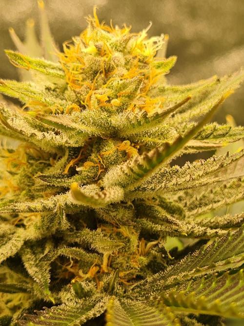 Dognabis#006P. Week 16