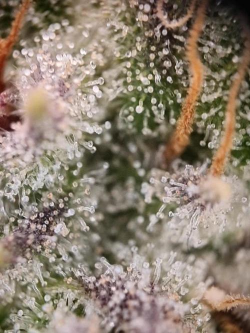 Dognabis#006P. Week 16