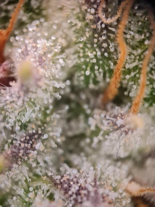 Dognabis#006P. Week 16