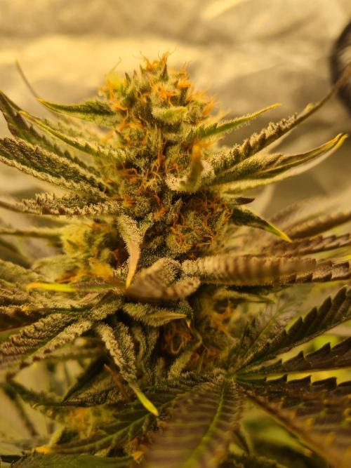 Dognabis#006P. Week 16