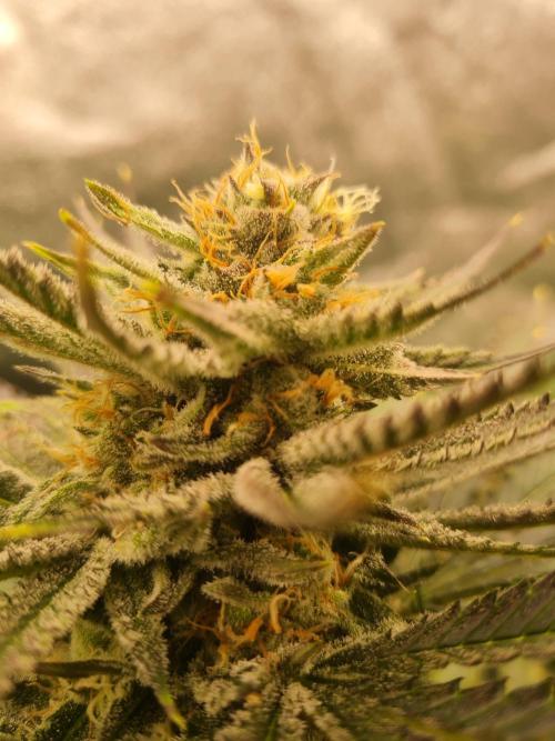 Dognabis#006P. Week 16