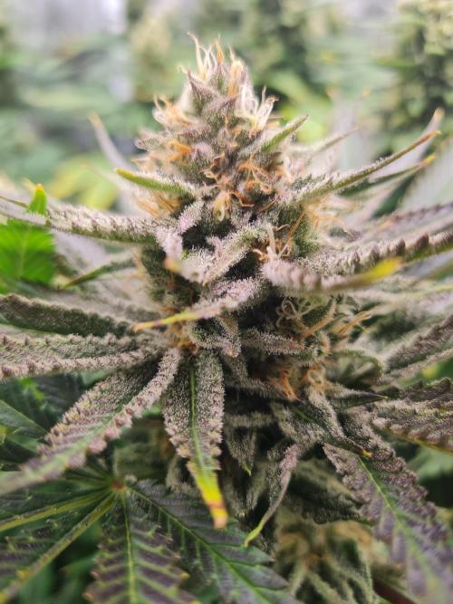 Dognabis#006P. Week 16