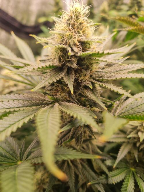 Dognabis#006P. Week 16