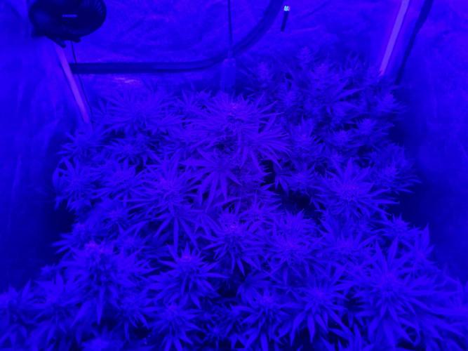 Dognabis#006P. Week 16