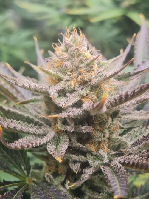 Dognabis#006P. Week 16