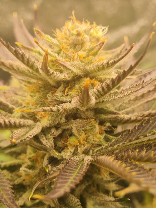 Dognabis#006P. Week 16