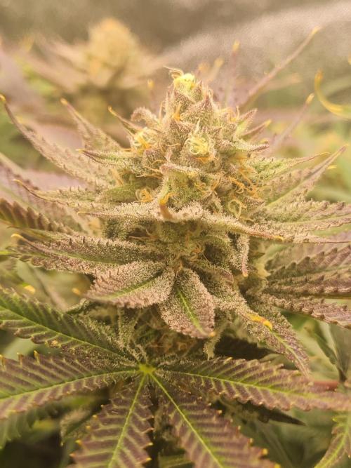 Dognabis#006P. Week 16