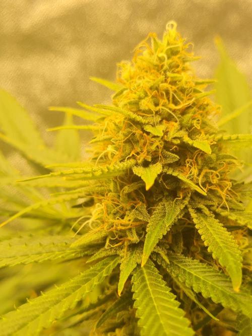 Dognabis#006P. Week 16