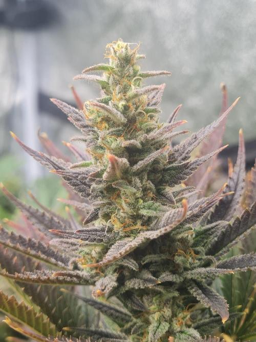 Dognabis#006P. Week 16