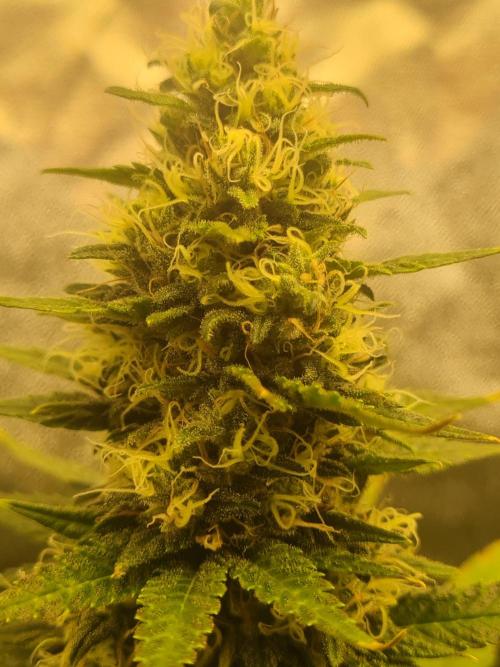 Dognabis#006P. Week 16