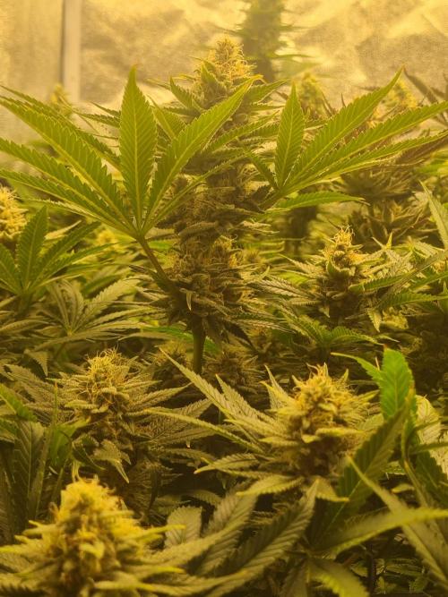 Dognabis#006P. Week 16