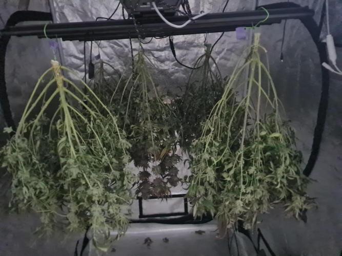 Dognabis#006P. Week 17