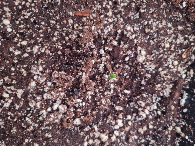 Dognabis#006A. Week 1