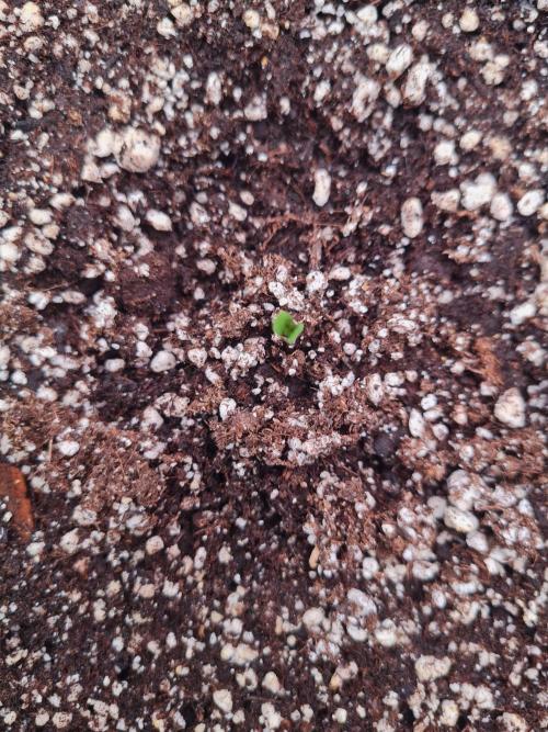 Dognabis#006A. Week 1