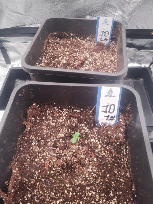 Dognabis#006A. Week 1