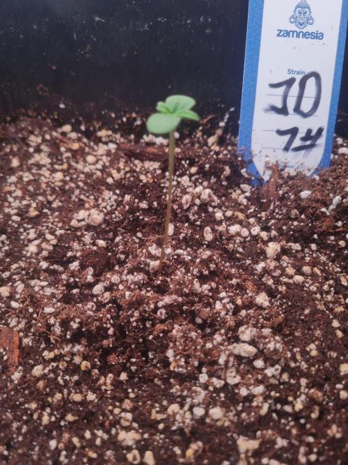 Dognabis#006A. Week 1