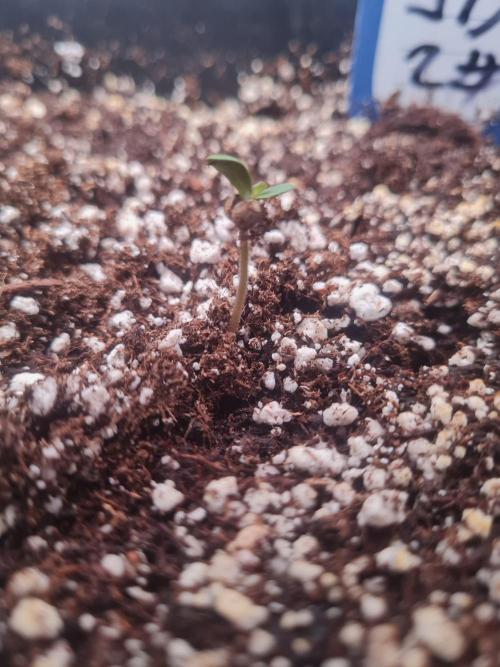 Dognabis#006A. Week 1