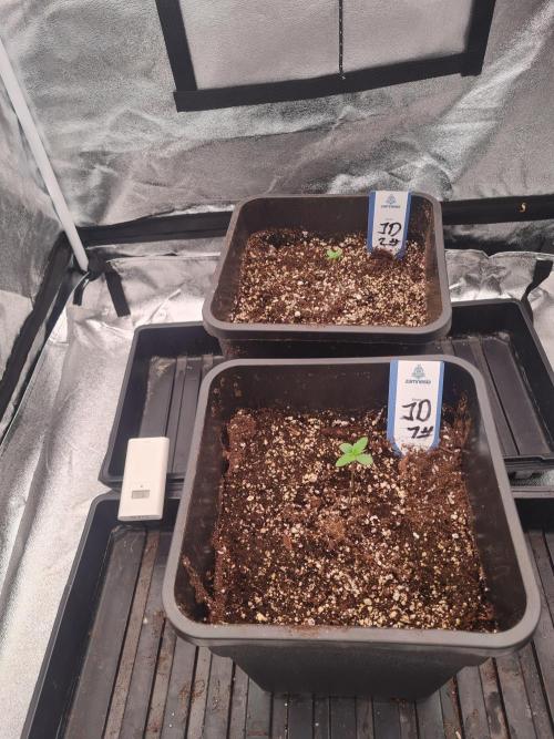 Dognabis#006A. Week 1