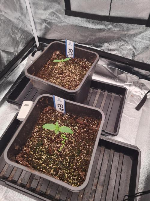 Dognabis#006A. Week 2