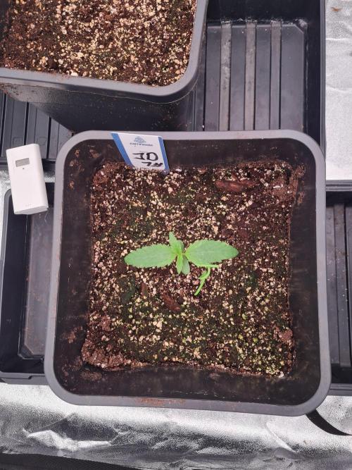 Dognabis#006A. Week 2