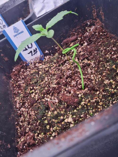 Dognabis#006A. Week 2