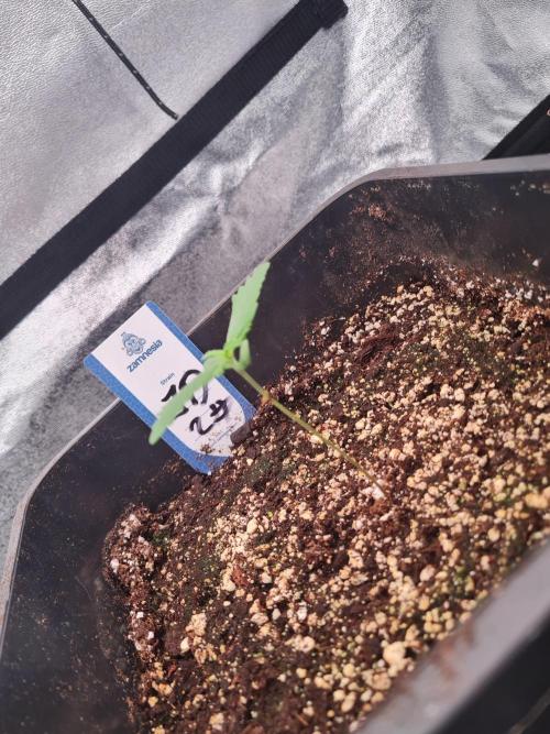 Dognabis#006A. Week 2