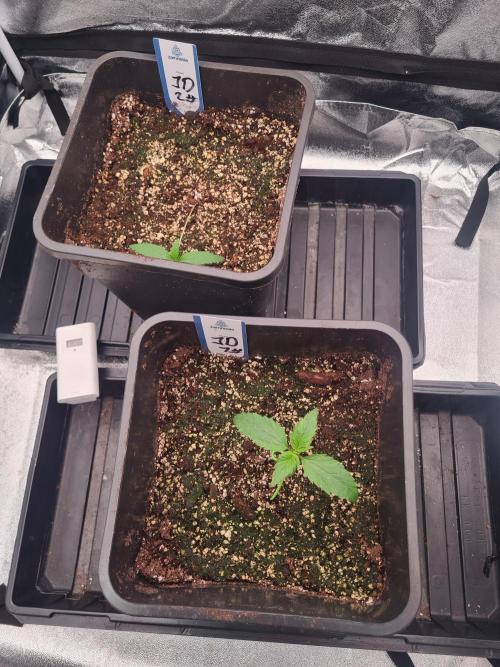 Dognabis#006A. Week 2