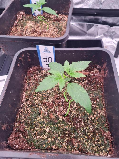 Dognabis#006A. Week 3