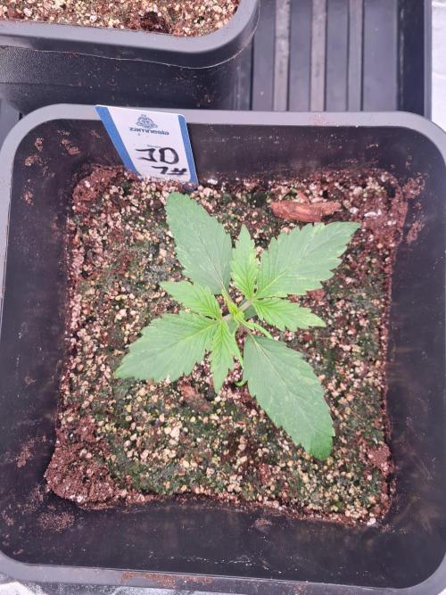 Dognabis#006A. Week 3