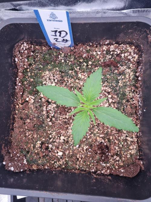 Dognabis#006A. Week 3