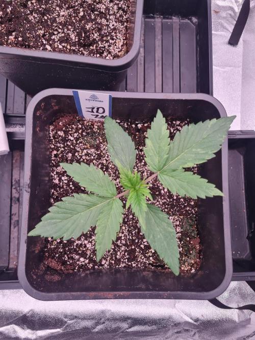 Dognabis#006A. Week 3