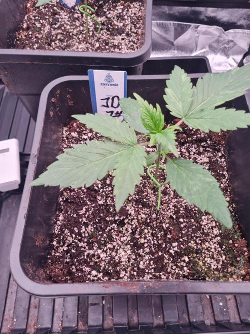 Dognabis#006A. Week 3