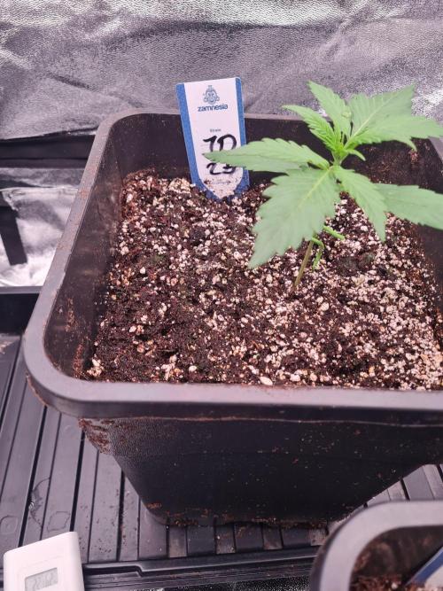 Dognabis#006A. Week 3