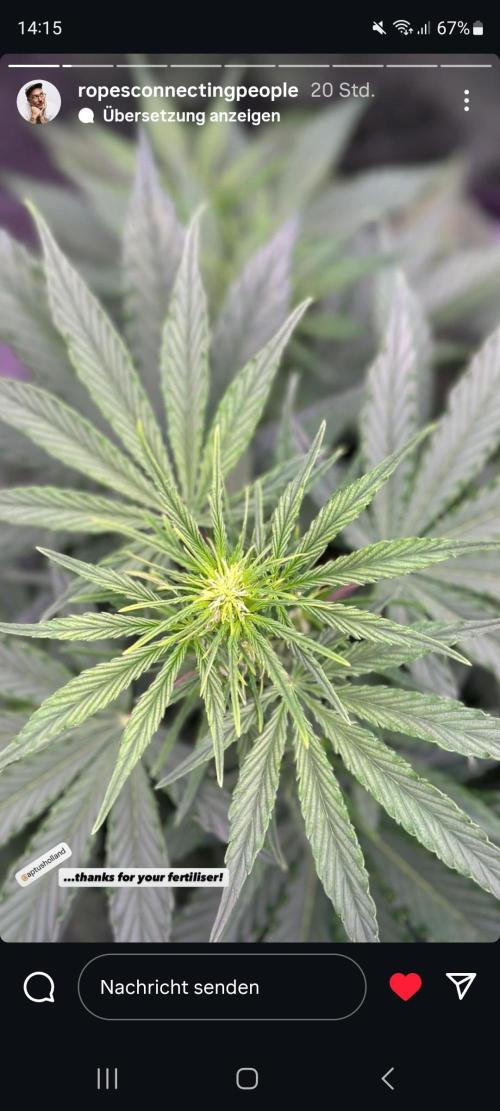 Dognabis#006A. Week 6