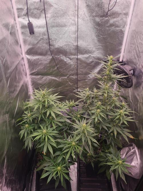 Dognabis#006A. Week 6