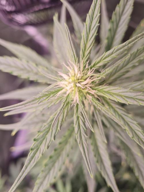 Dognabis#006A. Week 6