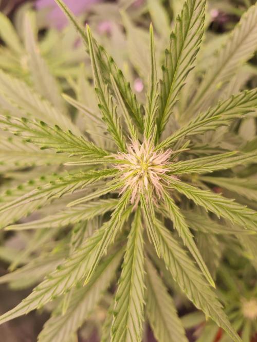 Dognabis#006A. Week 6