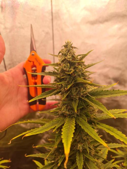 Dognabis#006A. Week 10