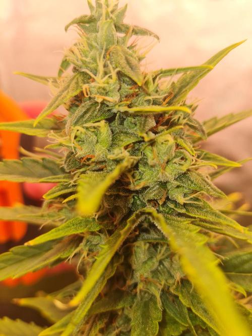 Dognabis#006A. Week 10