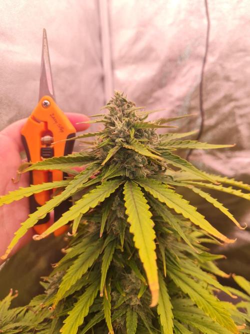 Dognabis#006A. Week 10