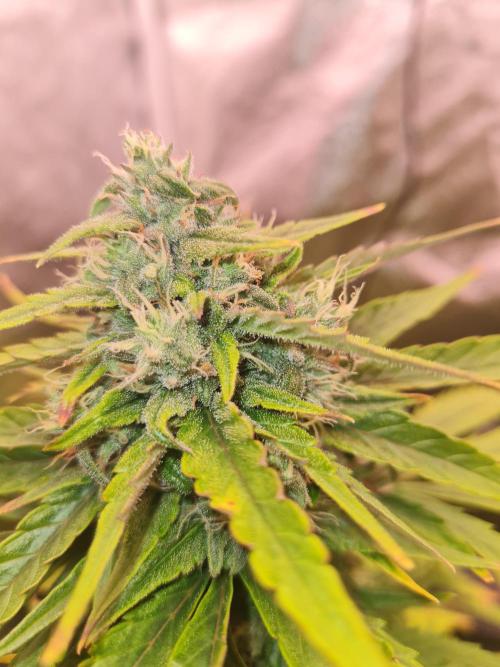 Dognabis#006A. Week 10