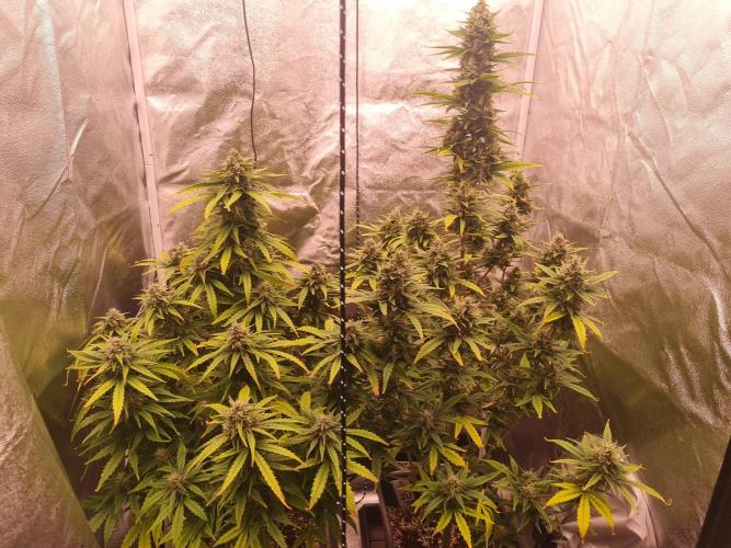 Dognabis#006A. Week 10