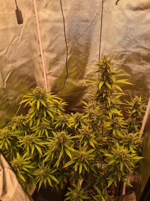 Dognabis#006A. Week 10