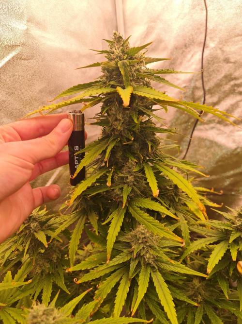 Dognabis#006A. Week 10