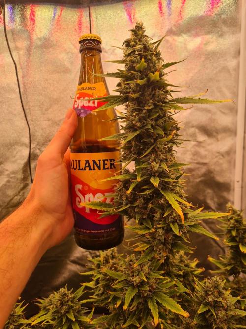 Dognabis#006A. Week 11