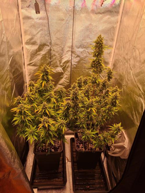 Dognabis#006A. Week 11