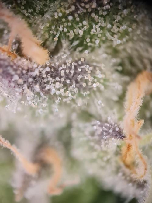 Dognabis#006A. Week 11