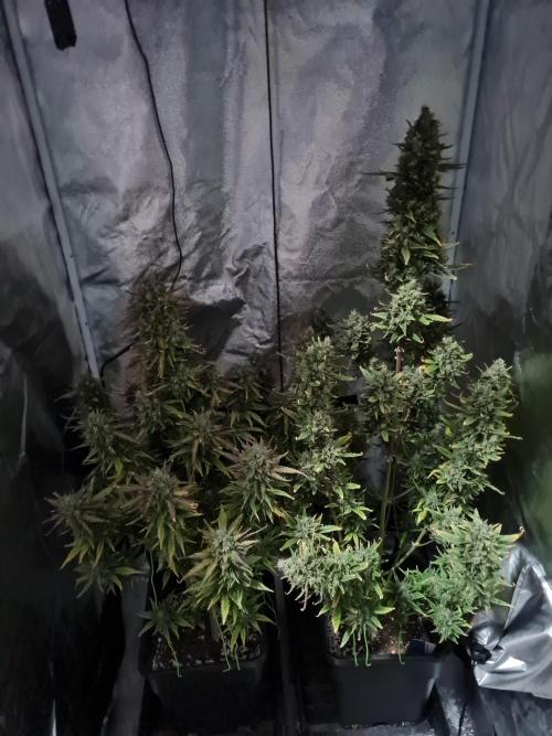 Dognabis#006A. Week 12